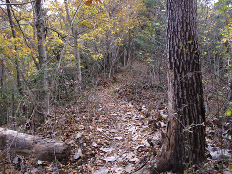 20181126hike (25)